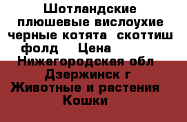 Шотландские плюшевые вислоухие черные котята( скоттиш фолд) › Цена ­ 1 500 - Нижегородская обл., Дзержинск г. Животные и растения » Кошки   